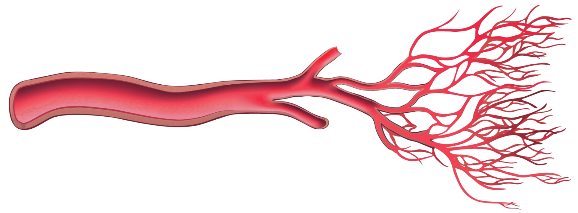 Micro and macro circulation